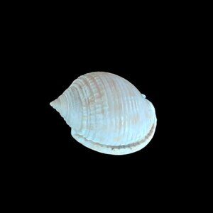 Scotch Bonnet Seashell. Florida. 55.88mm